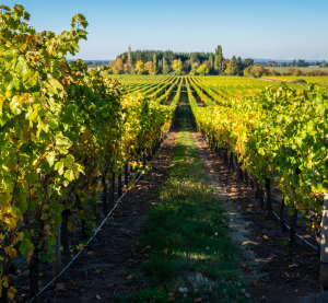 Reihen junger Weinreben im Sonnenlicht erstrecken sich durch das grüne Tal von Oregon bis zum Horizont.