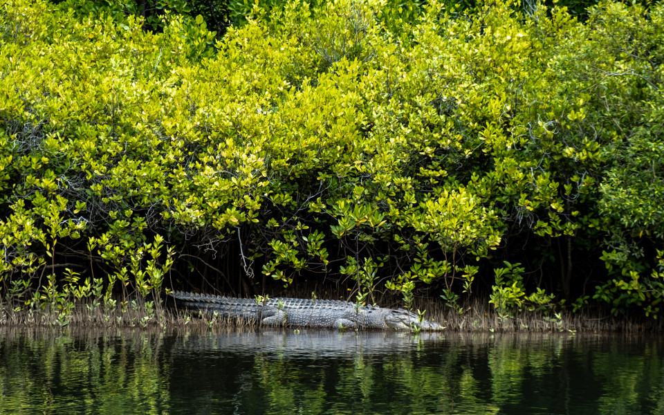 Krokodil im Daintree-Nationalpark, Australien, am Ufer eines Flusses, umgeben von &uuml;ppigem gr&uuml;nen Busch.