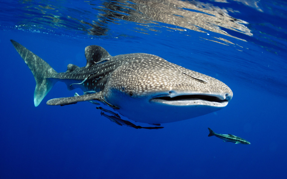 Walhai in der Donsol Bucht auf den Philippinen 