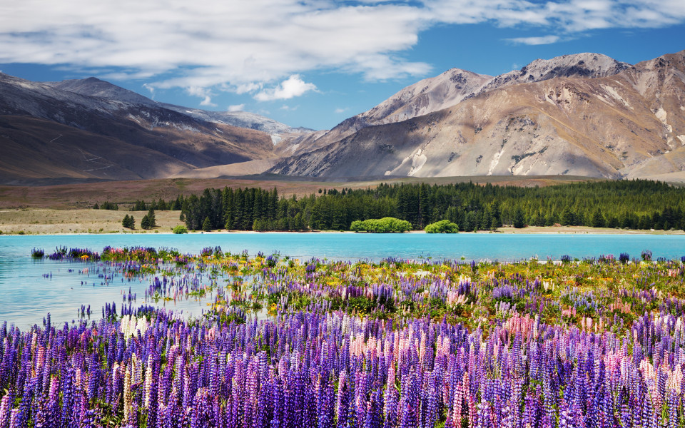 Lake Tekapo mit Lupinenfelder im Vordergrund auf der S&uuml;dinsel Neuseelands